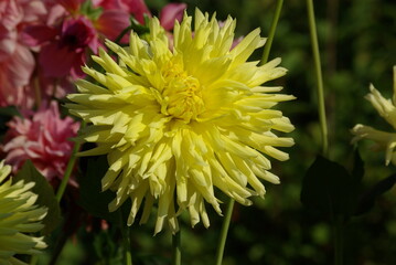 Dahlia cactus jaune en été au jardin