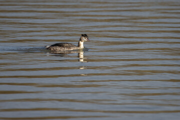 great crested grebe