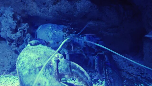 4K - Giant lobster underwater
