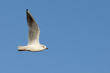 seagull in flight
