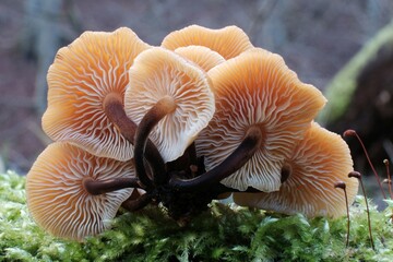 Forest mushrooms - winter edible mushroom Flammulina velutipes also known as velvet shank. In Asian cuisine, it is known as enoki. - obrazy, fototapety, plakaty