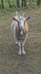 goat on the farm
