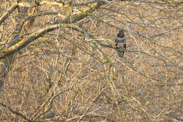 Buzzard in a tree in winter