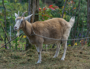 goat on the farm