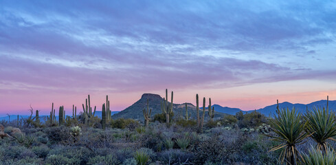 Panoramic AZ Sonoran Desert Landscape Early Morning