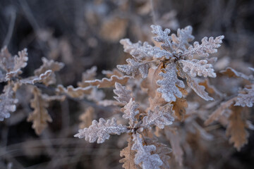 Gefrostete Natur