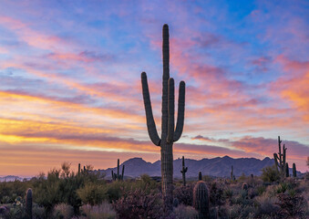 Saguaro Cactus At Sunrise Time In A Scottsdale AZ Park