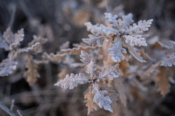 Gefrostete Natur