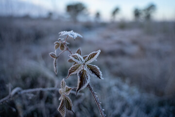 Gefrostete Natur