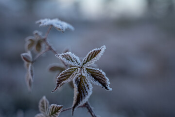 Gefrostete Natur