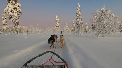 Dog sledding in the Finnish tundra