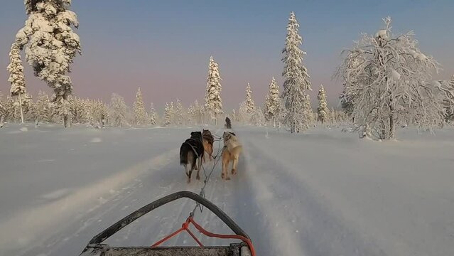 Dog sledding in the Finnish tundra