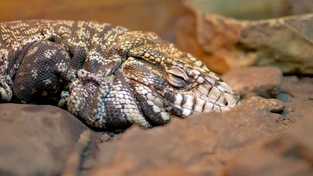 Argentine Black And White Tegu (Salvator Merianae)