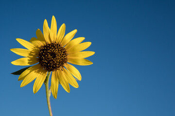 Shiny sunflower in a blue sky background