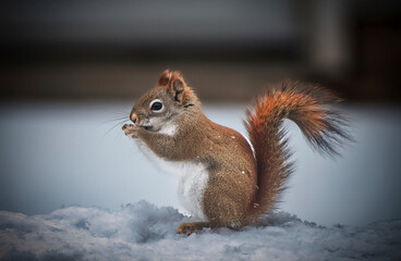 Close up of red squirrel eating