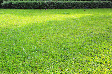 Lawn ground in the garden and sunlight.
