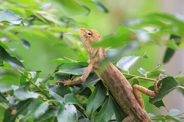 Brown Asian chameleon on a branch.