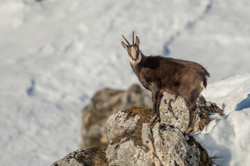 A beautiful male Alpine chamois (Rupicapra rupicapra) stands on the edge of a ravine looking at...
