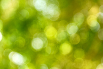 Beautiful round bokeh from nature.