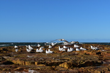 Seagulls, Australia