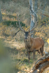 Large red deer stag (Cervus elaphus) comes out of the woods at sunset in a typical autumnal alpine environment- wild animal with perfectly symmetric antlers, Italian alps. Symbol of power.