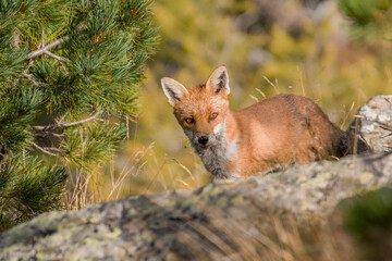 A little red fox (Vulpes vulpes) with bright eyes looking for food in the alpine habitat at sunrise, Italian alps - smart concept.