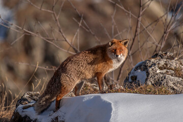 Red fox (Vulper vulpes) with winter fur walking on the snow in a mountain alpine meadow, in the sunset light, Italian Alps.