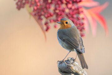 European Robin bird (Erithacus rubecula) perched against red berries background. Italian Alps, December. - Powered by Adobe