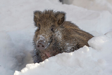 Wild boar cub (Sus scrofa) faces deep snow with great tenacity and some snowflakes remain on his snout - italian Alps