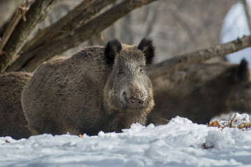 Female large wild boar (Sus scrofa) in winter forest looking at camera, Alps Mountains, Italy.