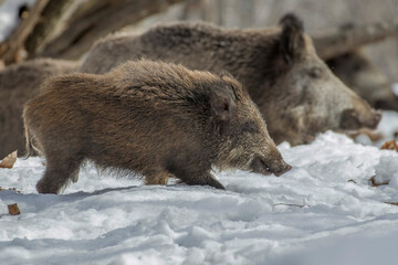 Winter wild boar mother and cub (Sus scrofa) walking in a snowy forest in typical habitat, Italian Alps, Monviso Natural Park. Different generations compared