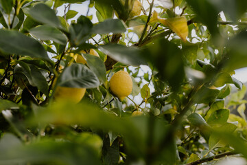 Lemons on the tree