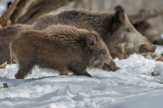 Winter wild boar mother and cub (Sus scrofa) walking in a snowy forest in typical habitat, Italian Alps, Monviso Natural Park. Different generations compared - Powered by Adobe
