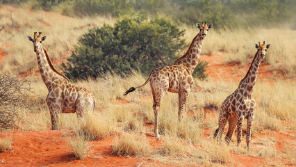 Giraffes in the Kalahari desert. Namibia. Africa. A trip to Africa. African safari - obrazy, fototapety, plakaty