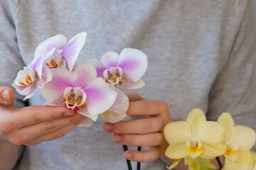 Fototapeta na wymiar The girl takes care of phalaenopsis orchids. Houseplants, hobbies, flower growing, lifestyle.