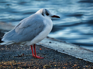Seagull
