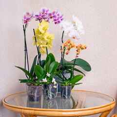 Fototapeta na wymiar Phalaenopsis orchids in the interior. Houseplants, hobbies, flower growing, lifestyle.