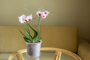 Phalaenopsis orchids in the interior. Houseplants, hobbies, flower growing, lifestyle.