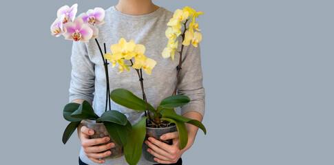 The girl takes care of phalaenopsis orchids. Houseplants, hobbies, flower growing, lifestyle.