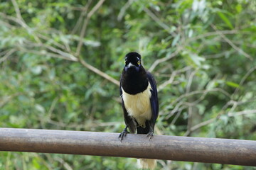 Cyanocorax Chrysops 
Chara Moñuda
Urraca de cresta Alborotada 
Sudamerica
Cataratas del Iguazu 