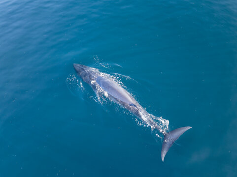 An Omura's whale, Balaenoptera omurai, breathes at the surface of the South Pacific Ocean. This fast, little-known rorqual feeds on planktonic organisms. 
