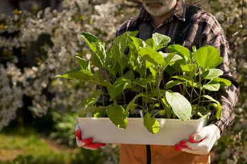 A man with a container of healthy eggplant seedlings against the background of a spring blooming garden.