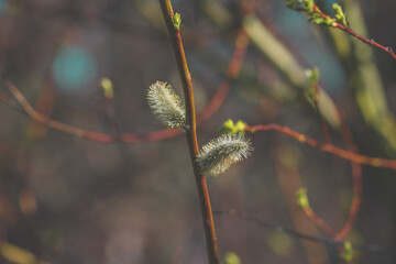 lambs tail plant in spring fresh nature