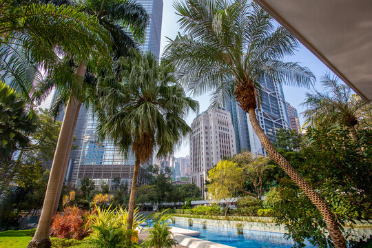 Curved palm tree in Chater park in Central district of Hong Kong