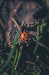 red ladybug in green grass