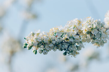 white tiny apple flowers in spring tree