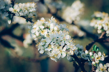 white tiny apple flowers in spring tree