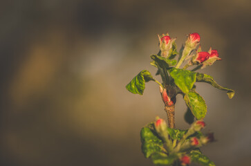 white tiny apple buds, flowers in spring tree