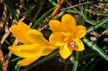 Fototapeta premium yellow crocus and red ladybug insect