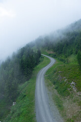 Camino por bosque con niebla